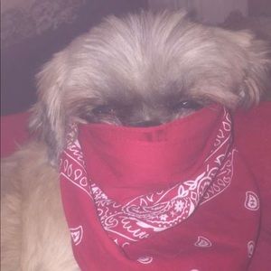 Meet your Posher, Phillip